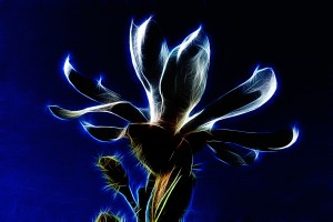 STAR MAGNOLIA_OSG